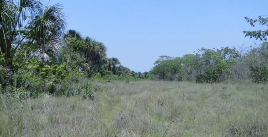 Veredas - O Coração do Cerrado